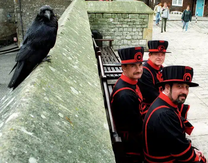 london tower crows